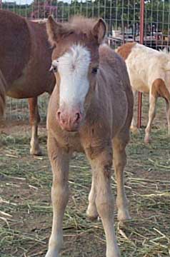 Wesco Farms Candy Belle